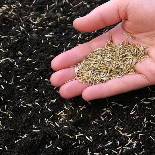 Hand holding grass seed