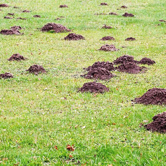 Mole mounds on lawn