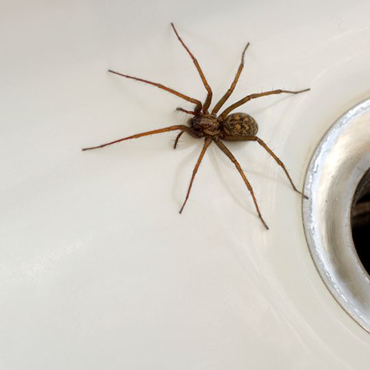 Spider in sink