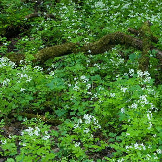 Bittercress