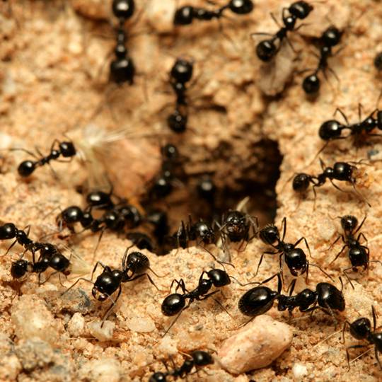 Black Ants