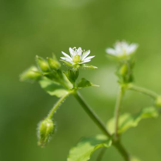 Chickweed