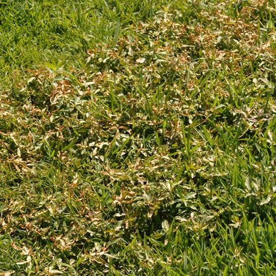 How to Prevent a Crabgrass Invasion