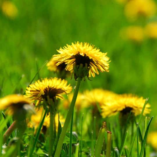 Dandelions