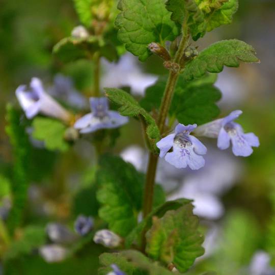 The Dangers of Ground Ivy on a Farm