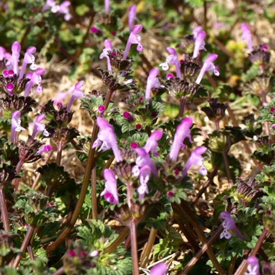 Henbit and Purple Deadnettle