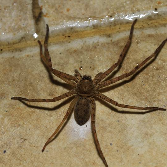 House spider