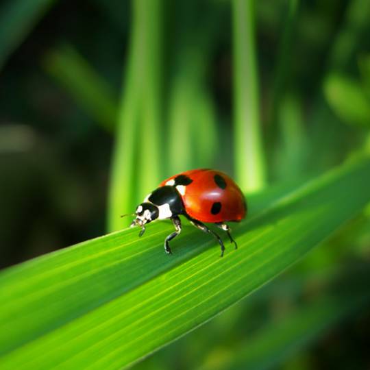 Asian Lady Beetles