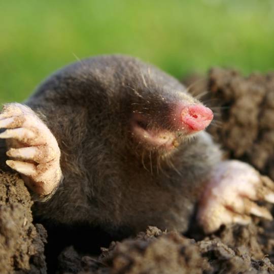 Moles