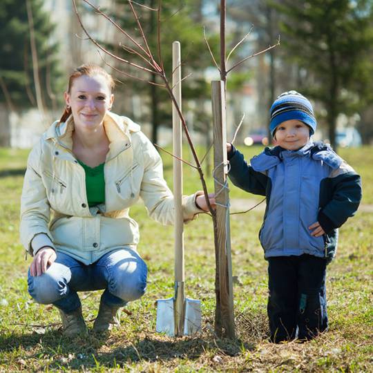 How to Plant Bare Root Trees, Shrubs, and Rose Bushes