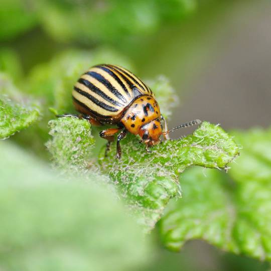 Potato Beetle Signs Symptoms And Prevention