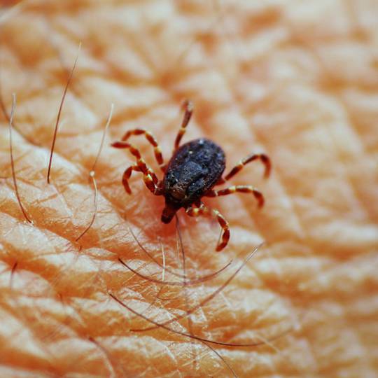 Protect Your Home from Fleas and Ticks