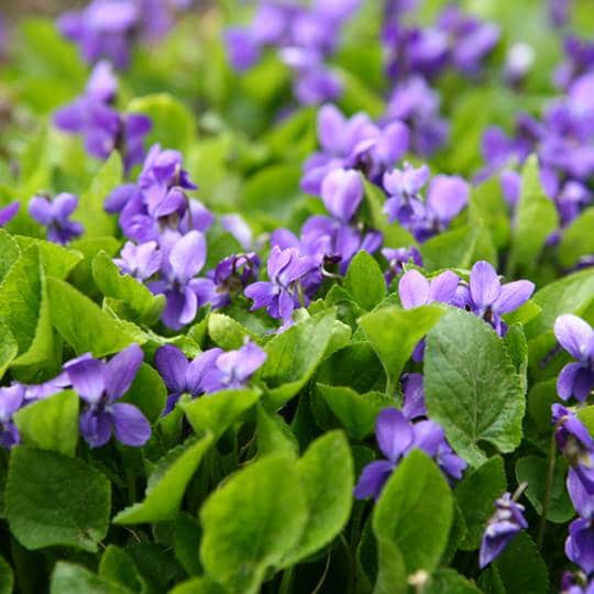 Violets Flowers