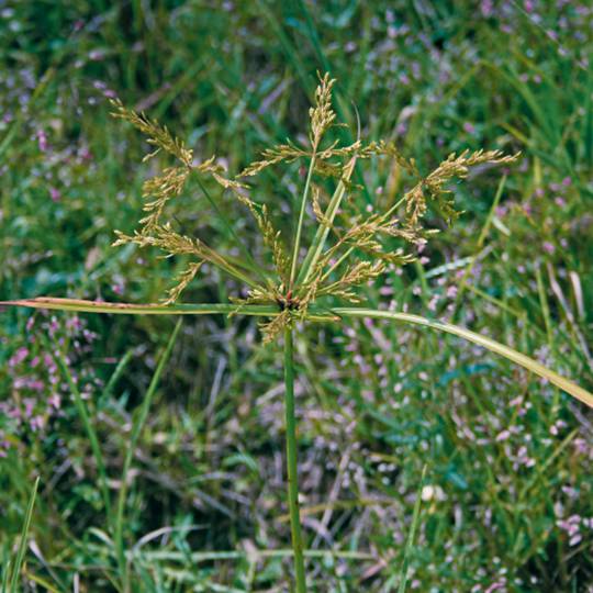 Yellow Nutsedge