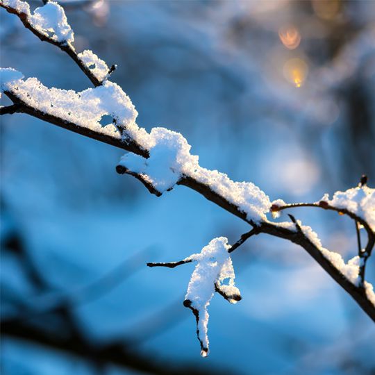 tree branch with snow