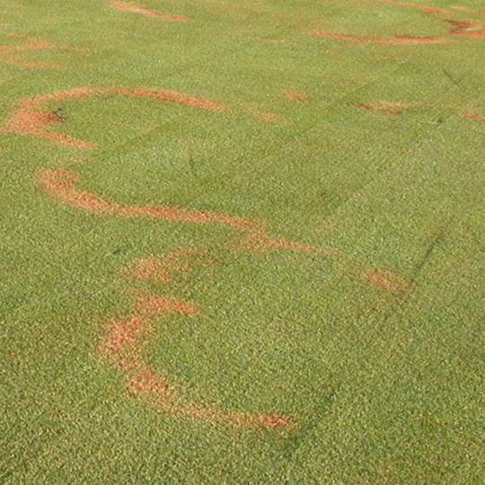 Fairy Ring