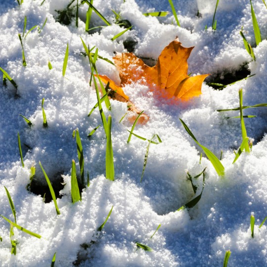 green grass and orange fallen maple leaf covered by first snow