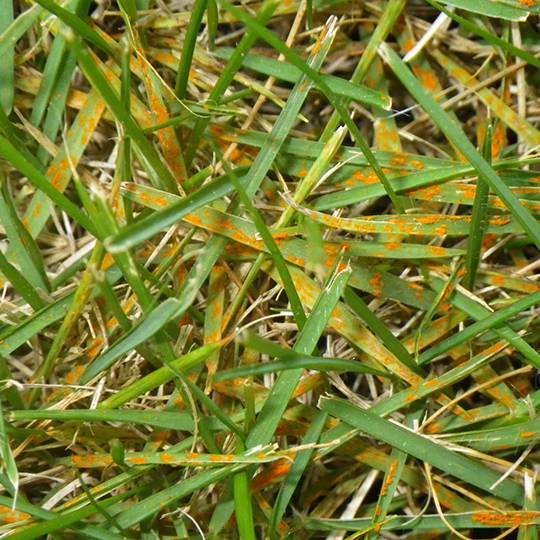 Image of Rust grass disease