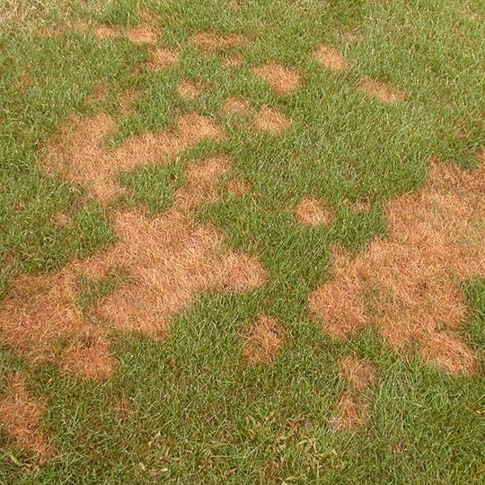 Pythium Blight