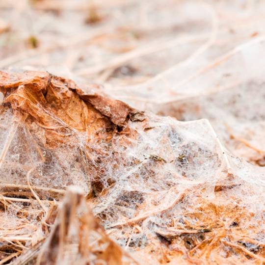Snow Mold