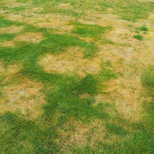 Necrotic Ring Spot Turf Disease | Syngenta Turf & Landscape