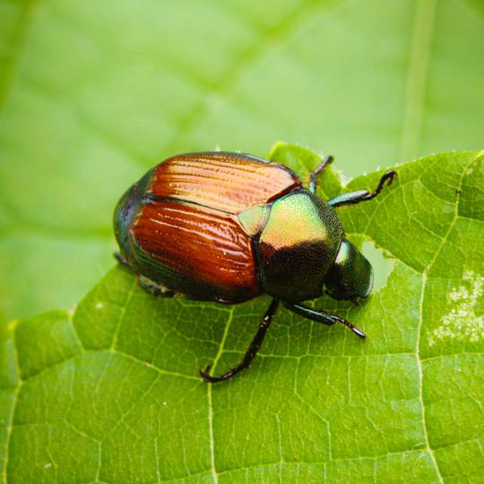 Japanese Beetles