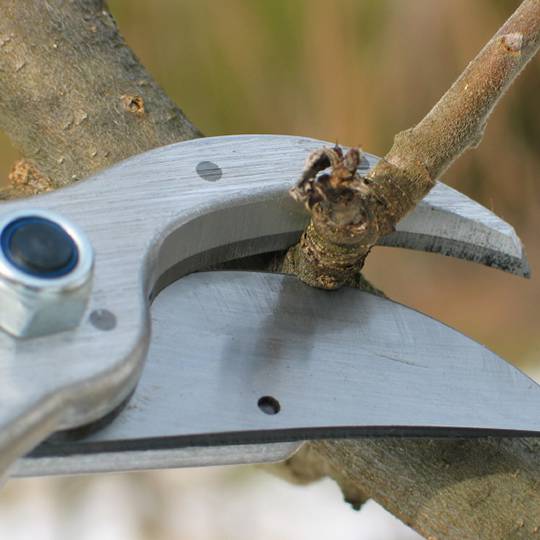 Pruning a tree