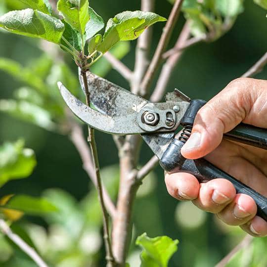 Pruning Tree