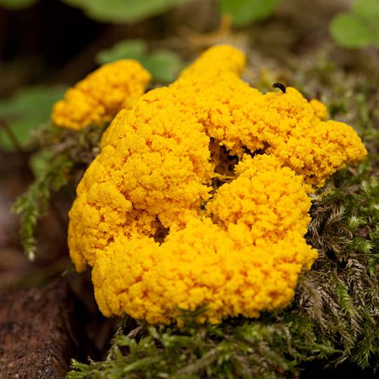 Slime Mold