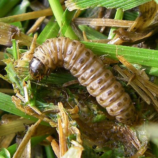 Sod Webworms