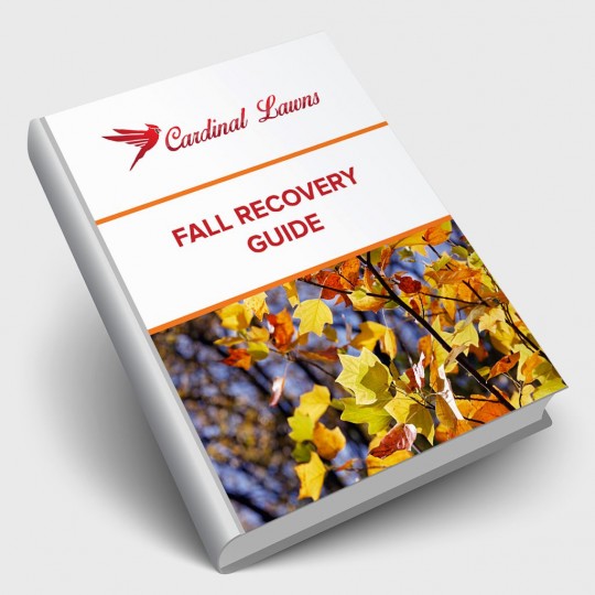 Fall Recovery Guide