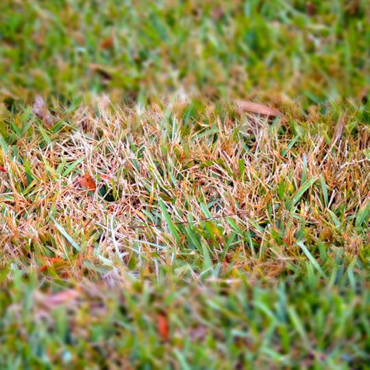 Identifying Lawn Diseases