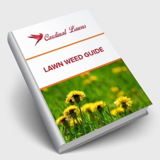 Lawn Weed Guide