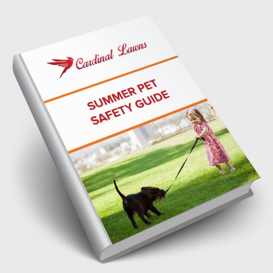 Summer Pet Safety Guide