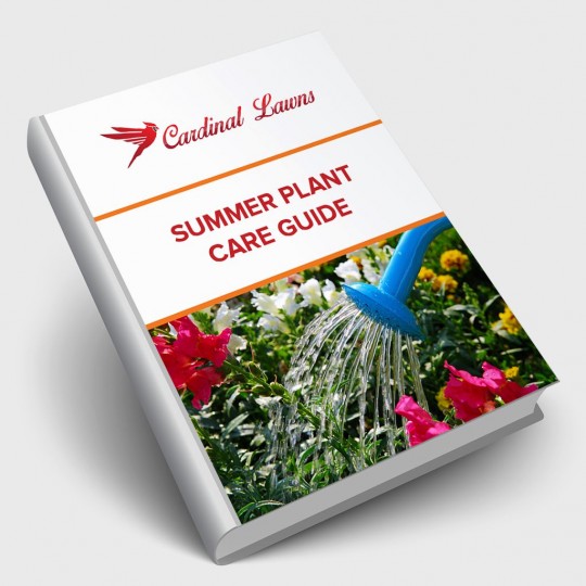 Summer Plant Care Guide