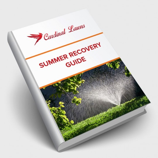 Summer Recovery Guide