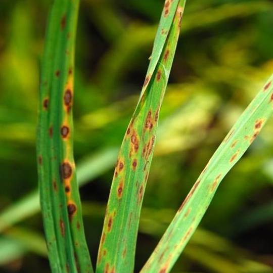 Leaf Spot and Melting-Out Disease