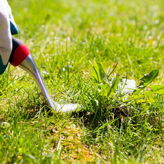 How to Remedy Lawn Weeds with Herbicides