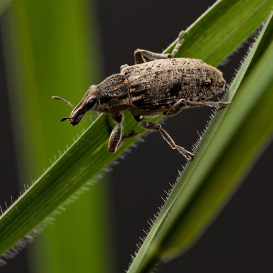 How to Fight a Billbug Lawn Infestation