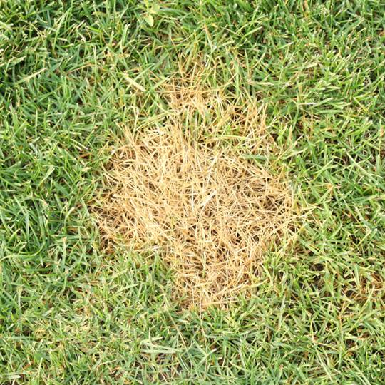 Treating Dog Urine Damage on Your Lawn