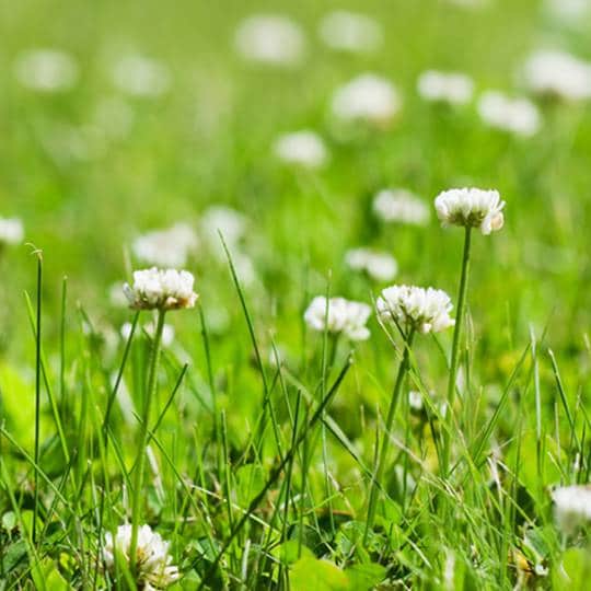 Controlling Clover in Your Lawn