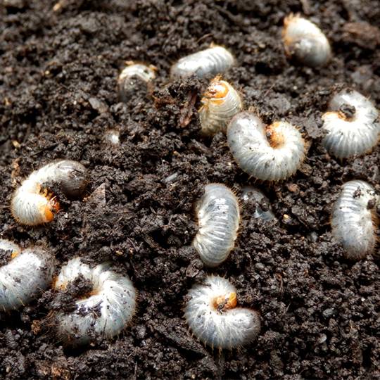 White Root Grubs: Identification and Effective Control Methods