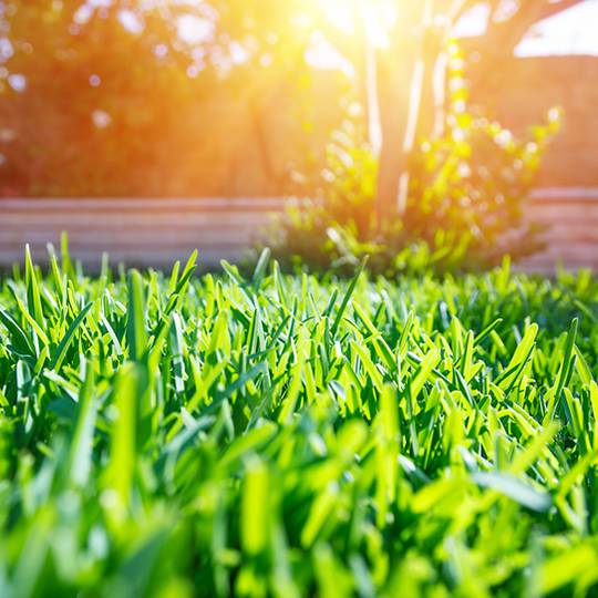 Control Summer weeds in your lawn