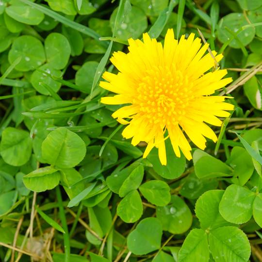 The Differences Between Broadleaf and Grassy Weeds