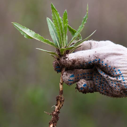 Tips for Effective Weed Control