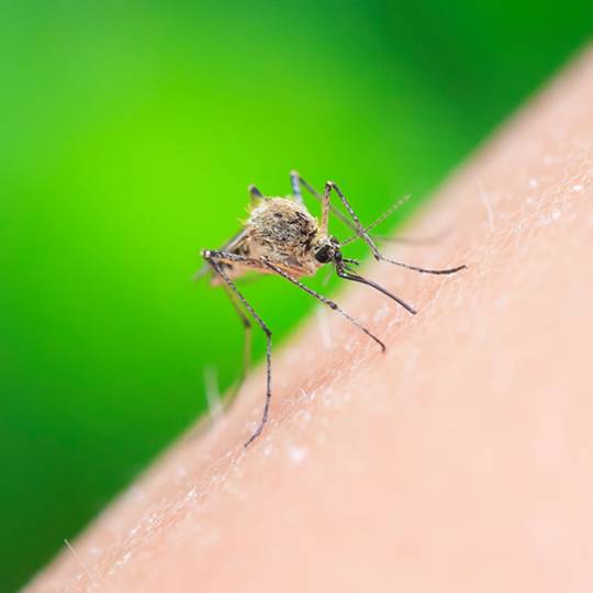 For Serious Mosquito Control, Treat Your Lawn Now