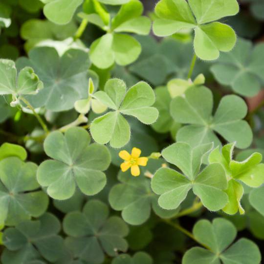 Oxalis flower