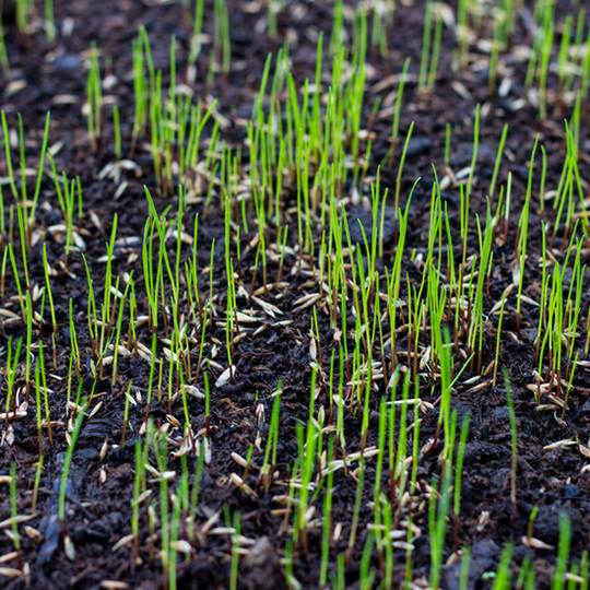 overseeding lawn