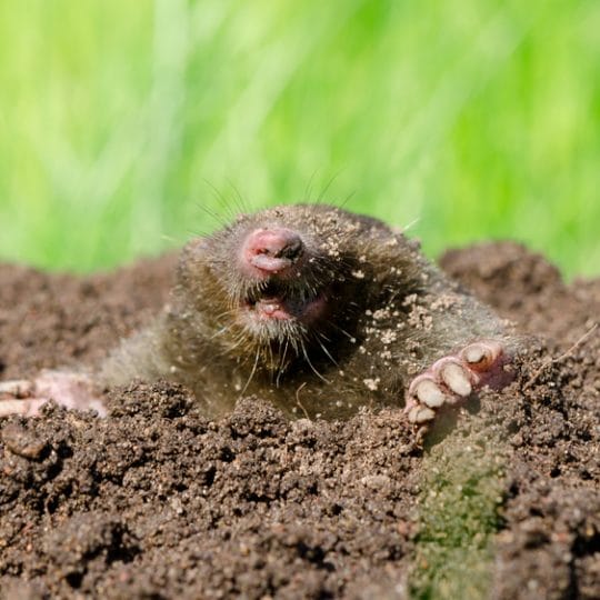 Mole Control: Hire an Exterminator or Lawn Care Company?