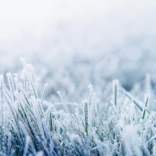 Frozen grass